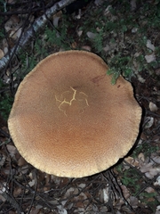 Cortinarius castoreus