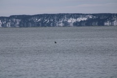 Melanitta perspicillata