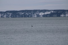 Melanitta perspicillata