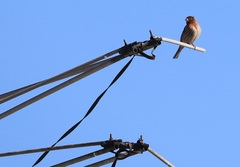 Haemorhous mexicanus