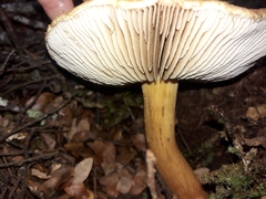 Cortinarius castoreus