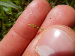Eleocharis intermedia