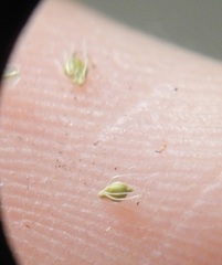 Eleocharis intermedia