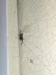 Araneae