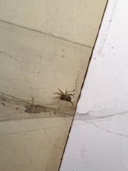 Araneae