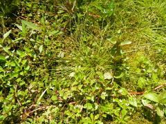 Eleocharis intermedia