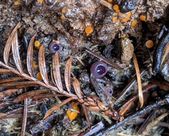 Geoscypha violacea