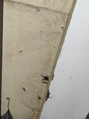 Araneae