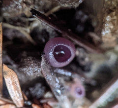 Geoscypha violacea