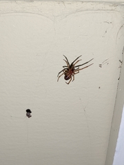 Araneae
