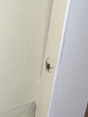 Araneae