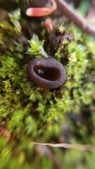 Plicaria