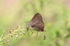 Paralucia pyrodiscus lucida