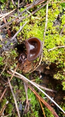 Plicaria
