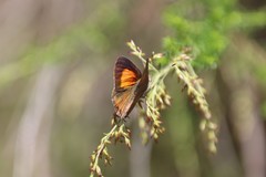 Paralucia pyrodiscus lucida