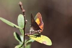 Paralucia pyrodiscus lucida