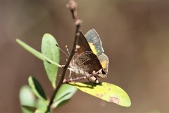 Paralucia pyrodiscus lucida