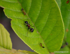Camponotus mutilarius