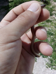 Coniophanes schmidti