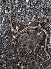 Coniophanes schmidti