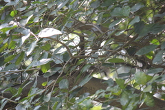 Callosciurus erythraeus