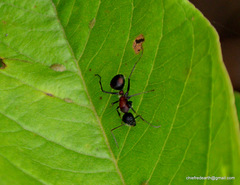 Camponotus mutilarius