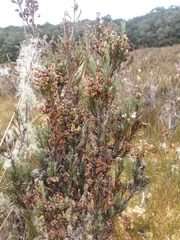 Dracophyllum oliveri