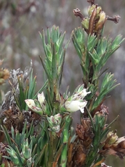 Dracophyllum oliveri