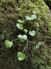 Kumlienia hystricula