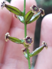 Dioscorea mexicana