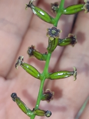 Dioscorea mexicana