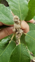 Notholithocarpus densiflorus densiflorus