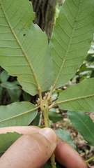 Notholithocarpus densiflorus densiflorus