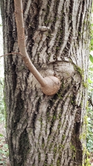 Notholithocarpus densiflorus densiflorus