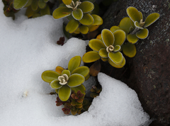 Gaultheria colensoi