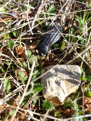 Stenomorpha lecontella