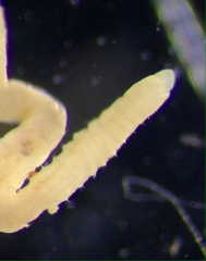 Lumbriculus variegatus