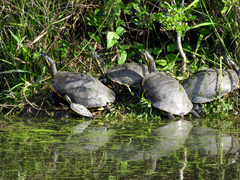 Trachemys venusta venusta