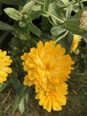 Calendula officinalis