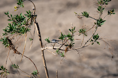 Polioptila caerulea