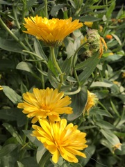 Calendula officinalis
