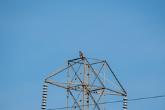 Buteo jamaicensis