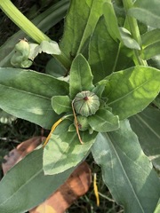 Calendula officinalis