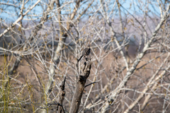 Mimus polyglottos