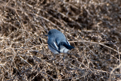Polioptila caerulea