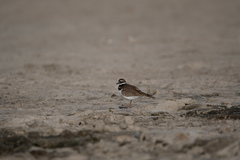 Charadrius vociferus