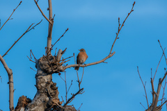 Turdus migratorius