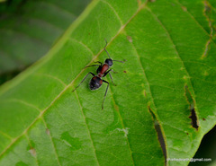 Camponotus mutilarius