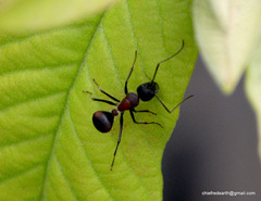 Camponotus mutilarius