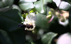 Callomelitta littleri